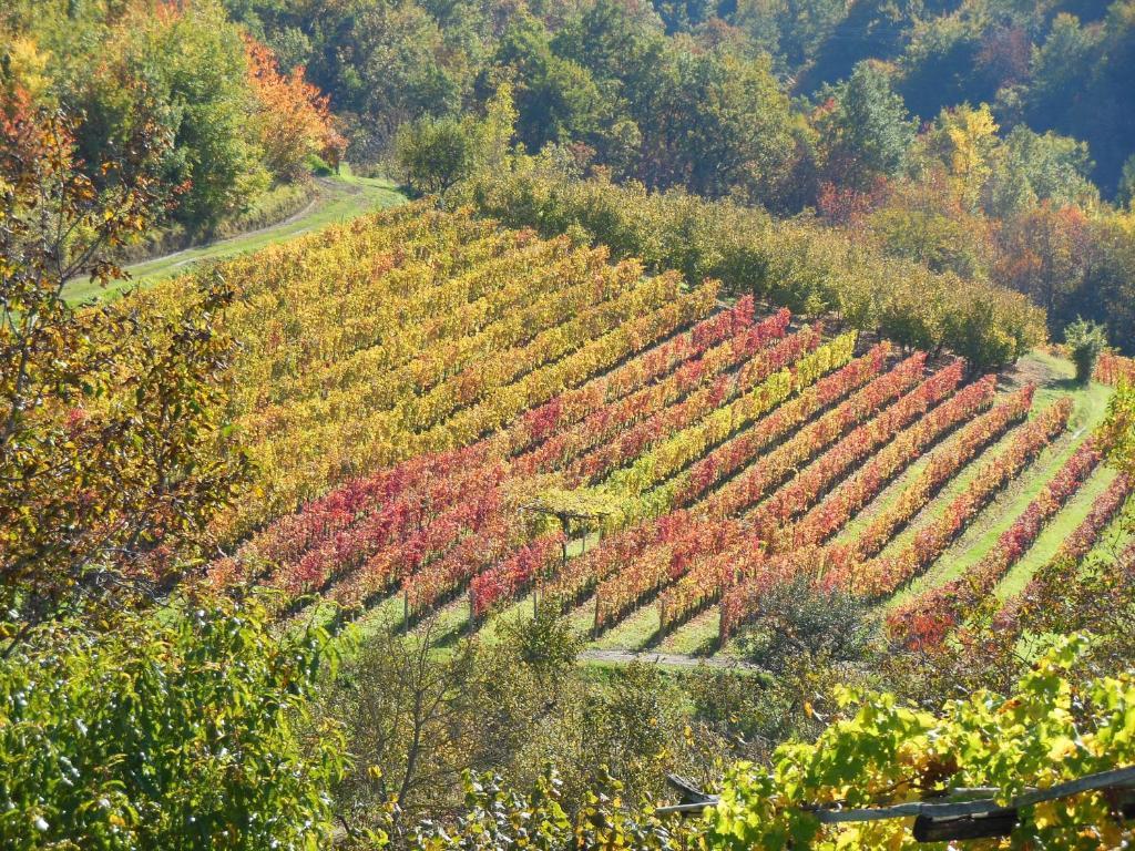 Agriturismo Affittacamere Barbarossa Dogliani Ngoại thất bức ảnh